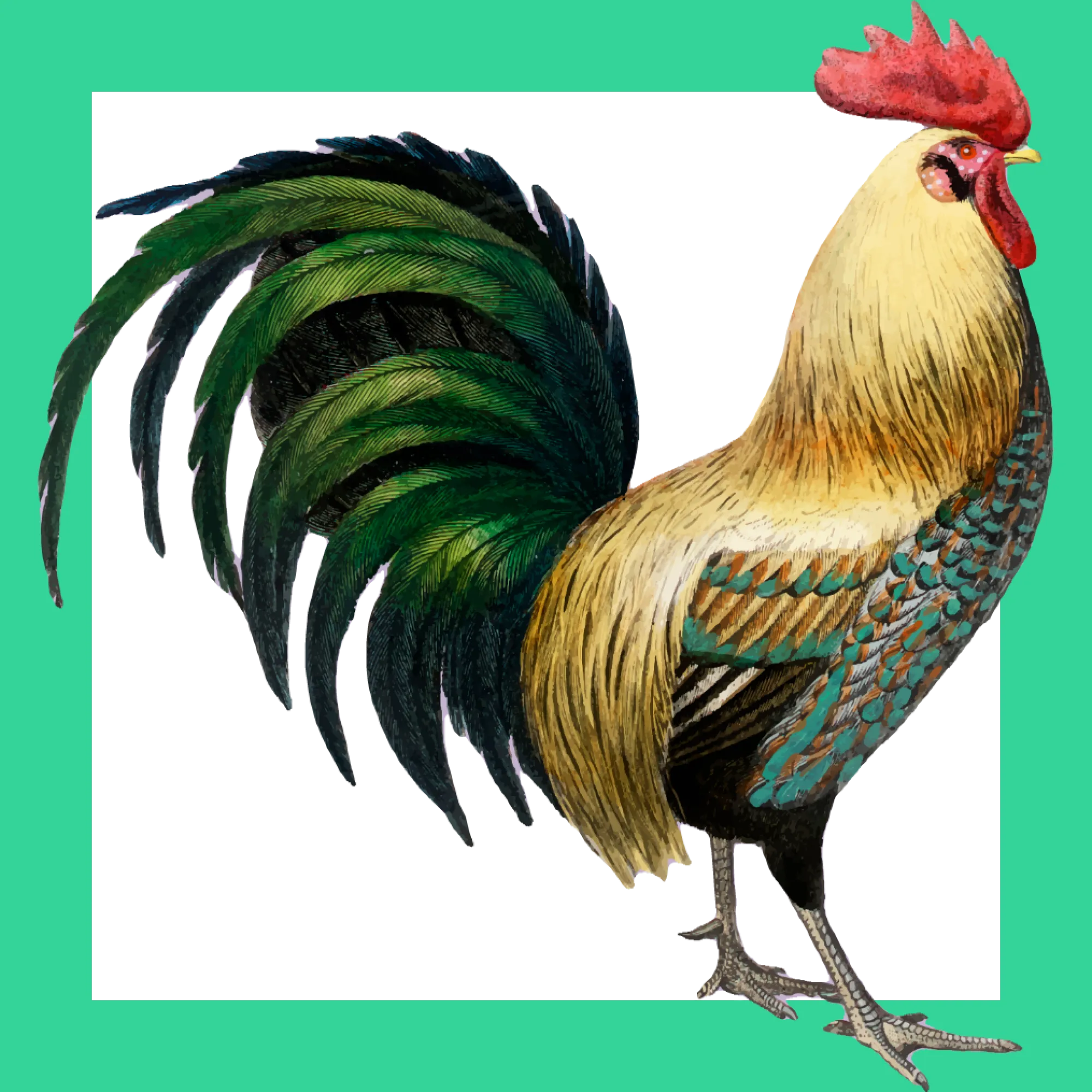 chicken illustration